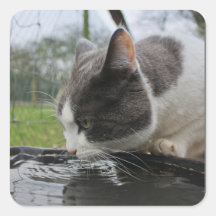 Cat Square Stickers