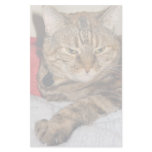 Cat Stationery Paper