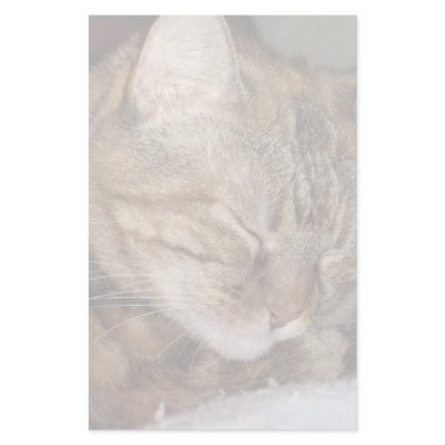 Cat Stationery by DonnaGrayson_Photos
