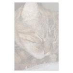 Cat stationery