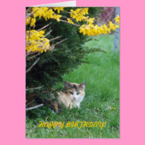 Cat, Sweet One, Birthday cards