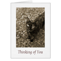Cat Sympathy Card