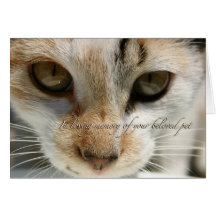 cat sympathy card