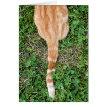Cat Tail in Grass cards