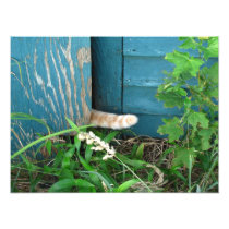 Cat Tail ~ Photo