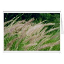 cat tails card