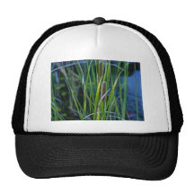 cat tails hats