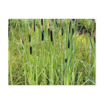 Cat Tails Postcard