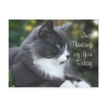 Cat Thinking of You card or any occasion Postcard