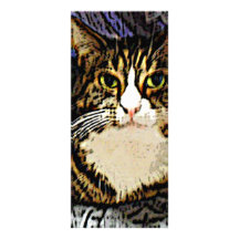 Cat under a sheet rack cards