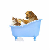 Cat Wash Cut Outs