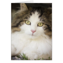 Cat watching greeting card grußkarte