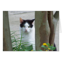 Cat Watching Through Trees Cards