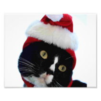 Cat wearing santa hat photograph, BW kitty