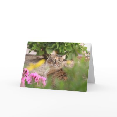 Cat with Geranium Card by 3kitty