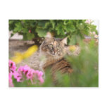 Cat with Geranium postcards
