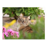 Cat with Geranium Postcard