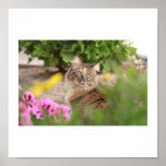 Cat with Geranium Poster