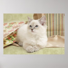 cat with gift bags poster