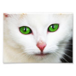 Cat with Green Eyes Photo