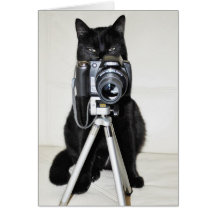 Cat with the camera cards