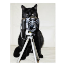 Cat with the camera post cards