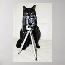 Cat with the camera - poster