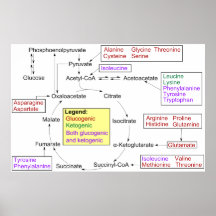 Catabolism of Proteinogenic Amino Acids Diagram Print