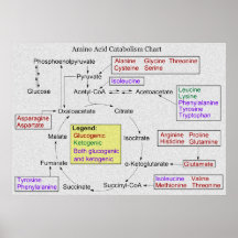 Catabolism of Proteinogenic Amino Acids Diagram Posters
