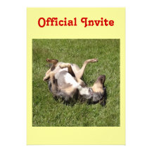 Catahoula Leopard Hog Dog Rolling in Grass Announcements