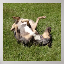 Catahoula Leopard Hog Dog Rolling in Grass Poster