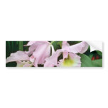Catalaya orchid  flowers bumper stickers