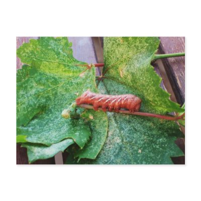 "Catapitter" Postcards by sumiko