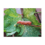 "Catapitter" postcards