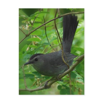 Catbird Postcard by SuRi_Photography
