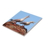 Catcalling Gulls Ceramic Tiles
