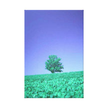 Catcher Scenery 13  Stretched Canvas Print