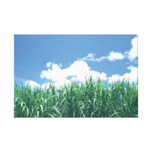 Catcher Scenery 14  Stretched Canvas Print