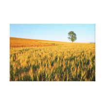 Catcher Scenery 18  Stretched Canvas Print