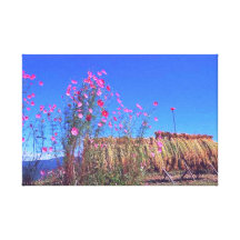Catcher Scenery 5  Stretched Canvas Print