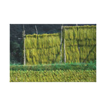 Catcher Scenery 6  Stretched Canvas Print