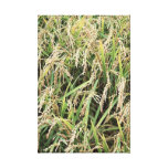 Catcher Scenery 8  Stretched Canvas Print