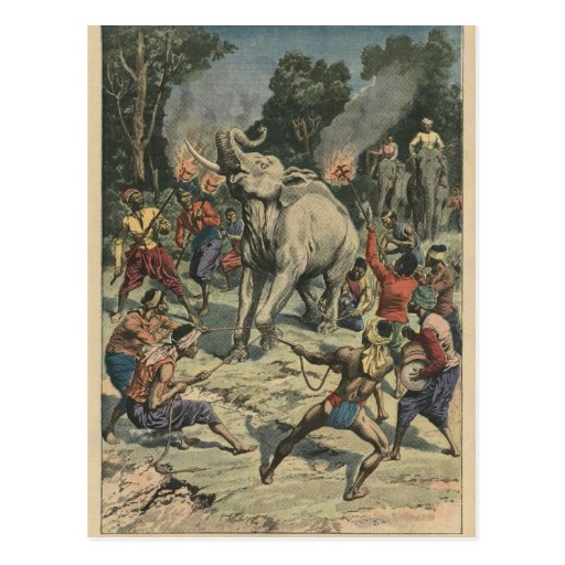 Catching a white elephant in Siam Post Card