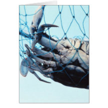 Catching Blue Crab Card