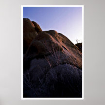 Catclaw Acacia And Boulder Print