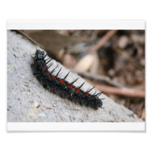 Caterpillar 10 x 8 Photographic Print