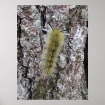 Caterpillar Affiche