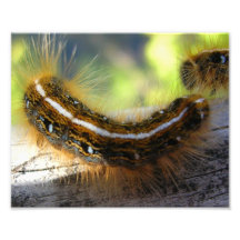 Caterpillar brouillé photos sur toile