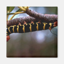 Caterpillar Fridge Magnet