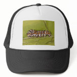 caterpillar hats
